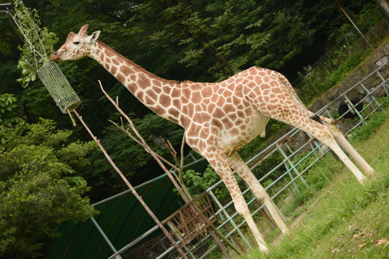 f:id:uhi69:20150621184018j:plain