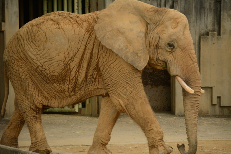 f:id:uhi69:20150621184030j:plain