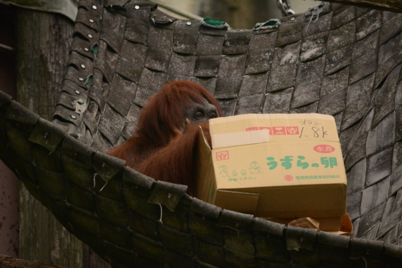 f:id:uhi69:20150621184037j:plain