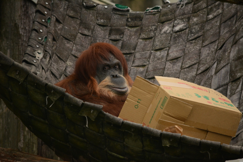 f:id:uhi69:20150621184039j:plain