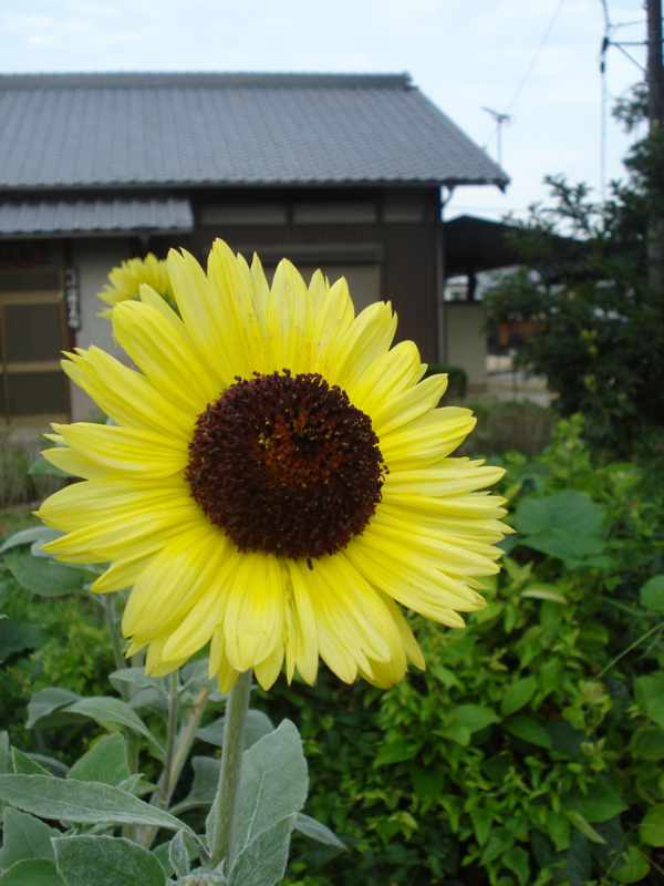 f:id:ujikenorio:20170711122209j:image f:id:ujikenorio:20170711122209j:image