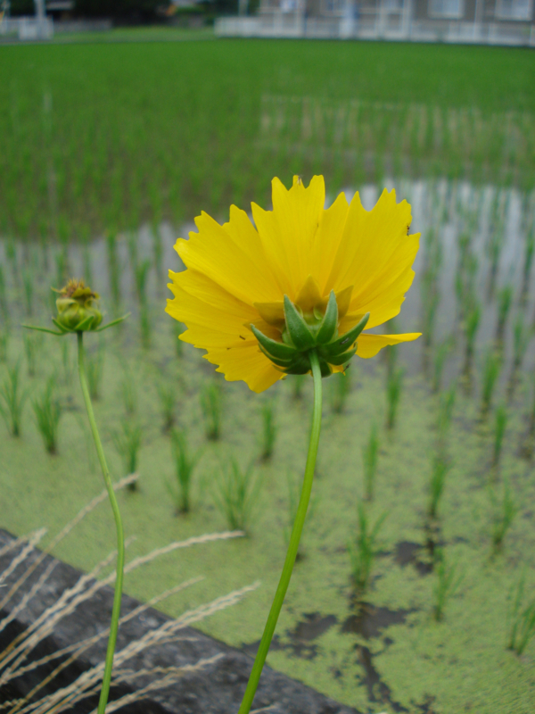f:id:ujikenorio:20170711122417j:image f:id:ujikenorio:20170711122417j:image