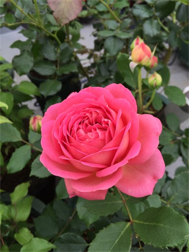 f:id:ukbeat:20160507111556j:image f:id:ukbeat:20160507111556j:image