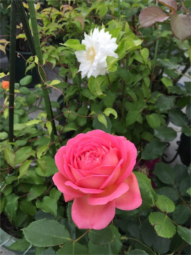f:id:ukbeat:20160507112301j:image f:id:ukbeat:20160507112301j:image