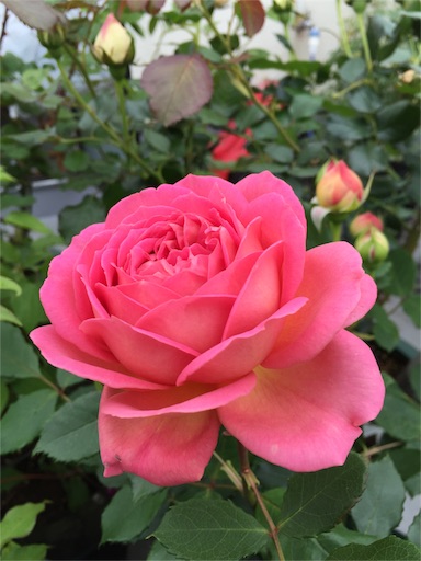 f:id:ukbeat:20160507155004j:image f:id:ukbeat:20160507155004j:image