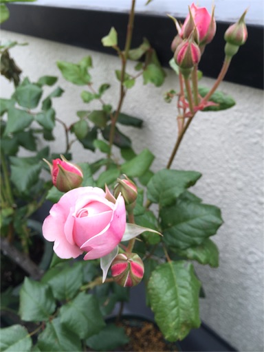 f:id:ukbeat:20160511032113j:image f:id:ukbeat:20160511032113j:image