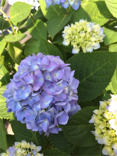 f:id:ukbeat:20160521230852j:image f:id:ukbeat:20160521230852j:image