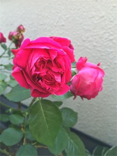 f:id:ukbeat:20160604074452j:image f:id:ukbeat:20160604074452j:image