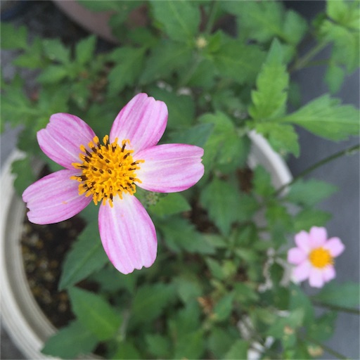 f:id:ukbeat:20160607045256j:image f:id:ukbeat:20160607045256j:image