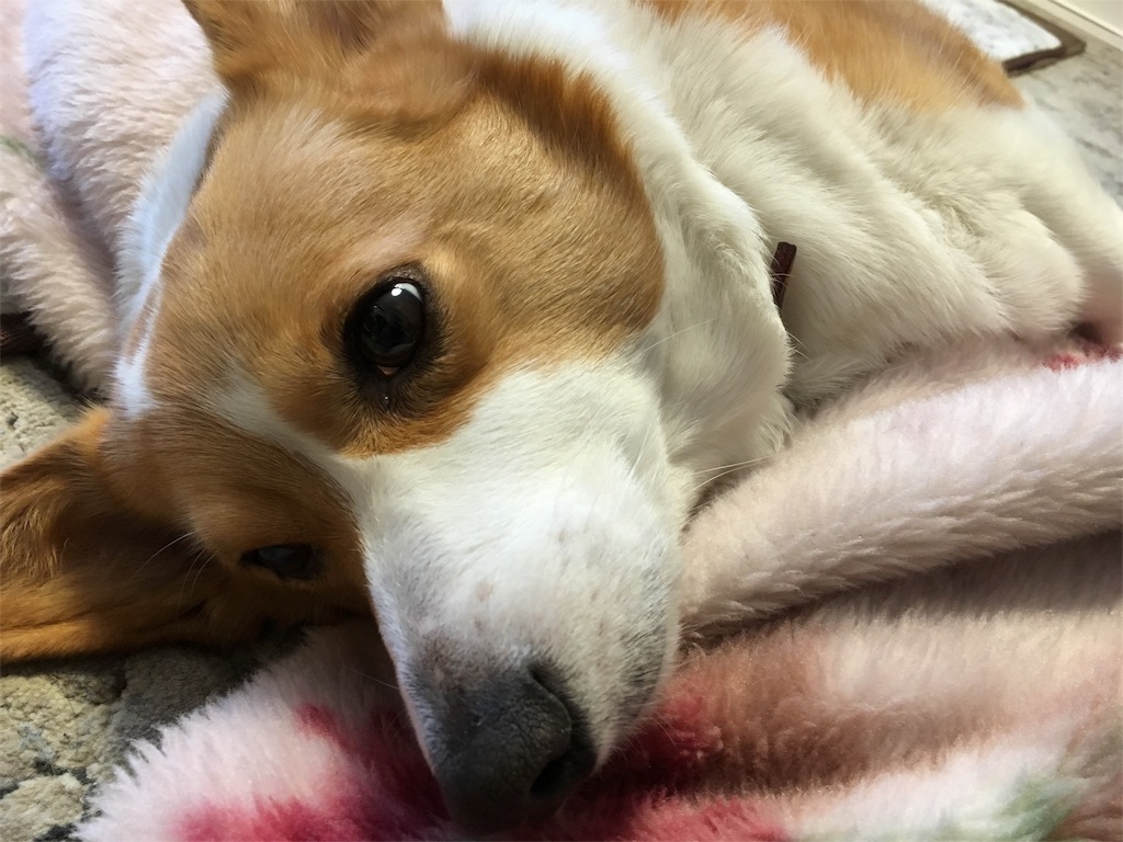 f:id:ukiwanko:20160320190819j:image f:id:ukiwanko:20160320190819j:image