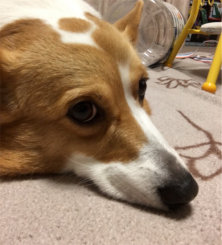 f:id:ukiwanko:20160424215822j:image f:id:ukiwanko:20160424215822j:image