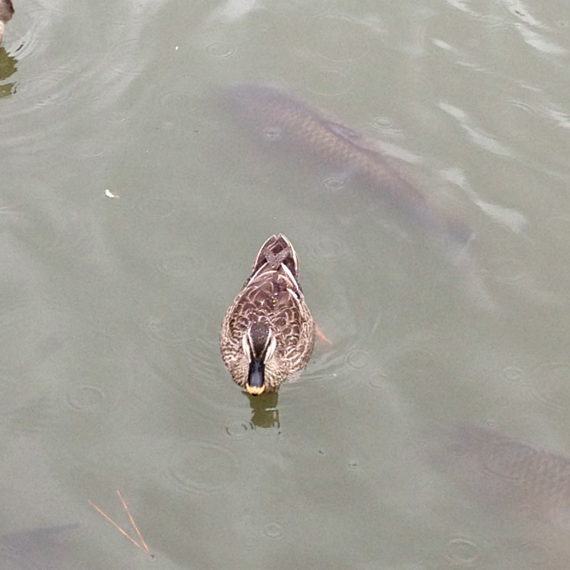 f:id:ulala_roo:20140330131441j:plain