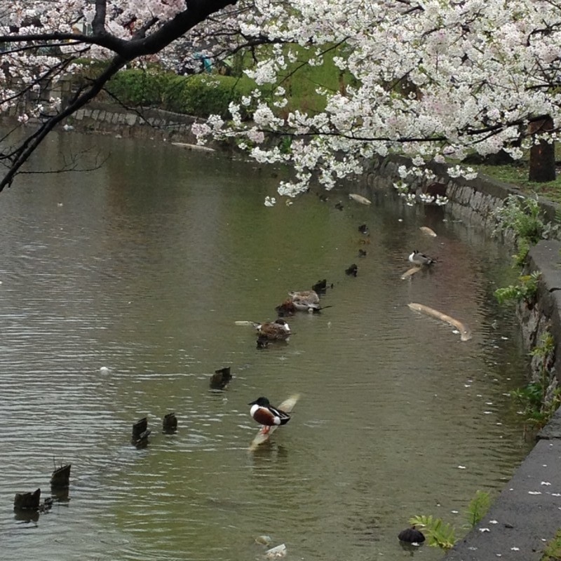 f:id:ulala_roo:20140330144557j:plain