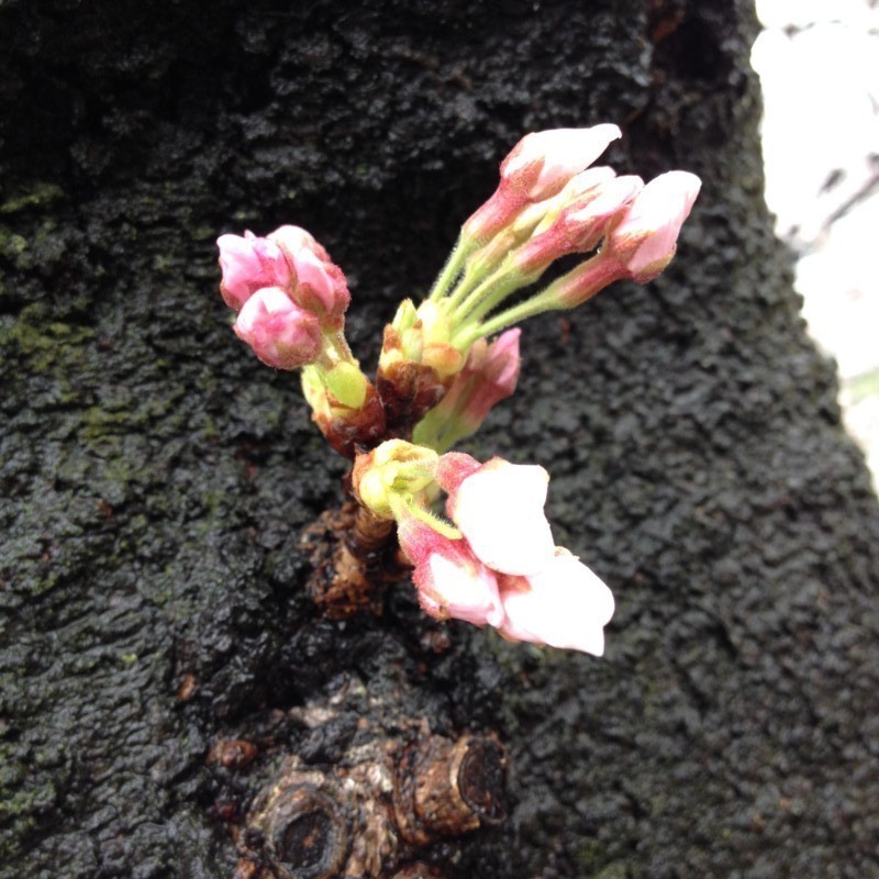 f:id:ulala_roo:20140330144626j:plain