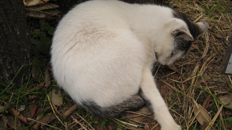 f:id:ultimei:20141026085030j:image f:id:ultimei:20141026085030j:image