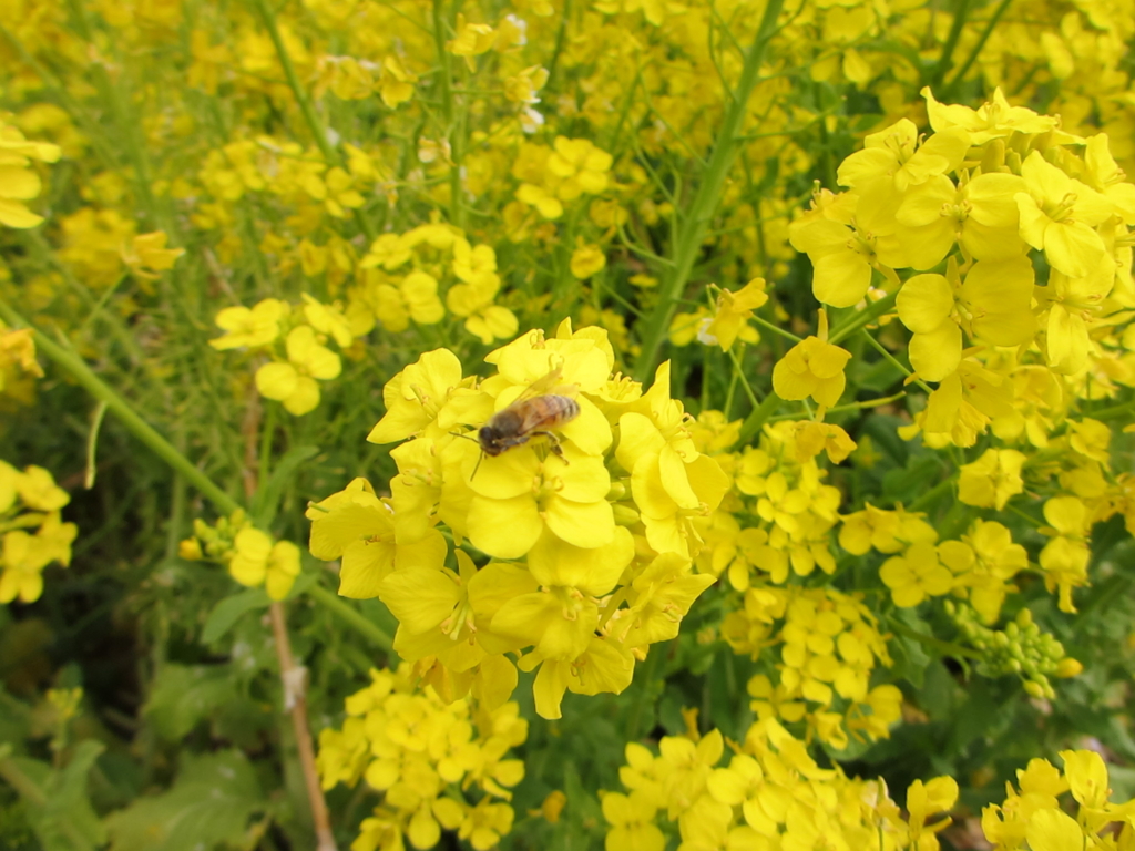 f:id:umanomimini-nendo:20160329154552j:plain f:id:umanomimini-nendo:20160329154552j:plain