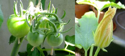 f:id:umediary:20130617155617j:plain