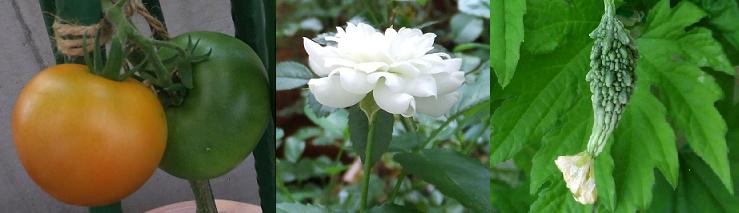 f:id:umediary:20130708110548j:plain