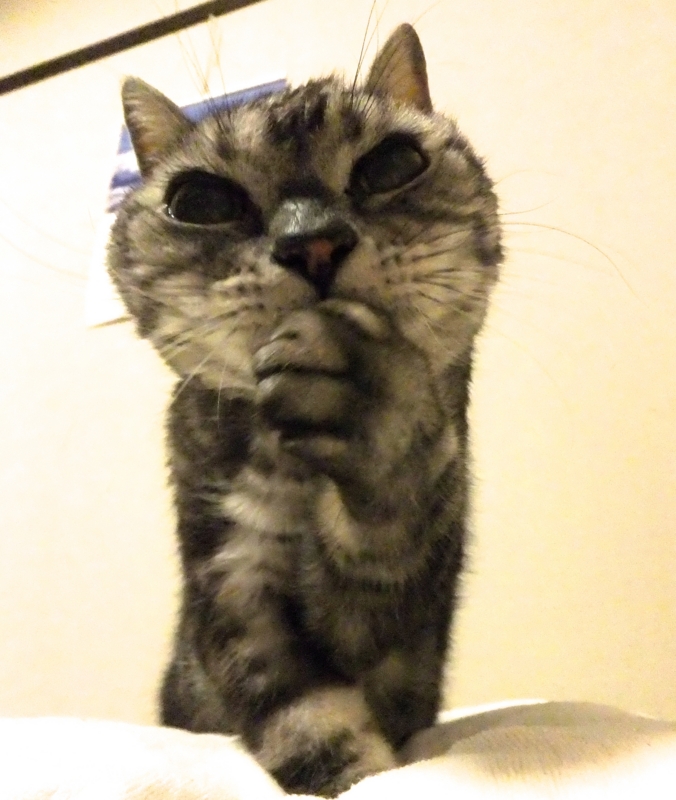 f:id:umediary:20140214192914j:plain