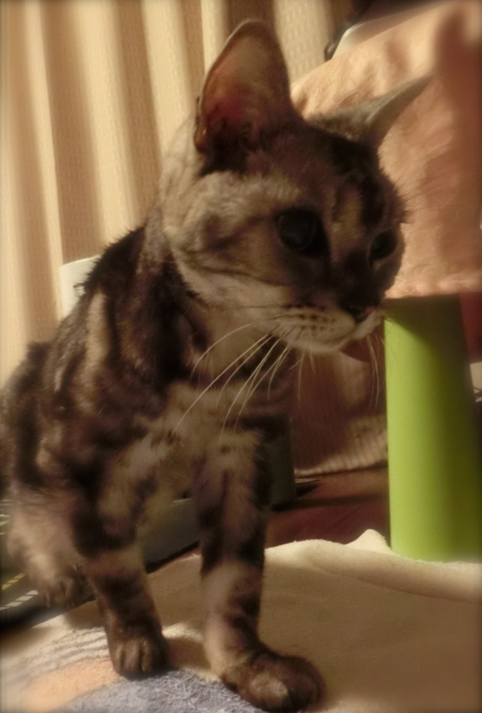 f:id:umediary:20140412230126j:plain