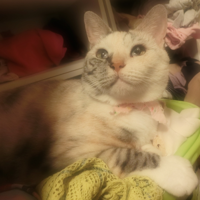 f:id:umediary:20140820211226j:plain