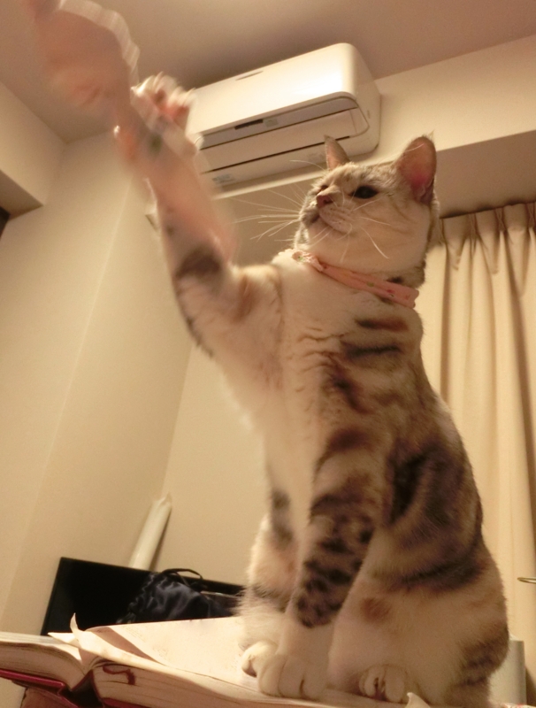 f:id:umediary:20150610212255j:plain