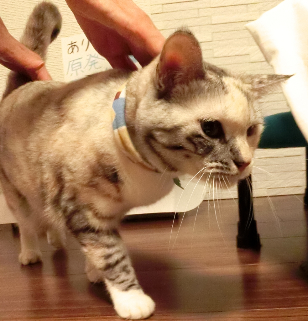 f:id:umediary:20150727212007j:plain