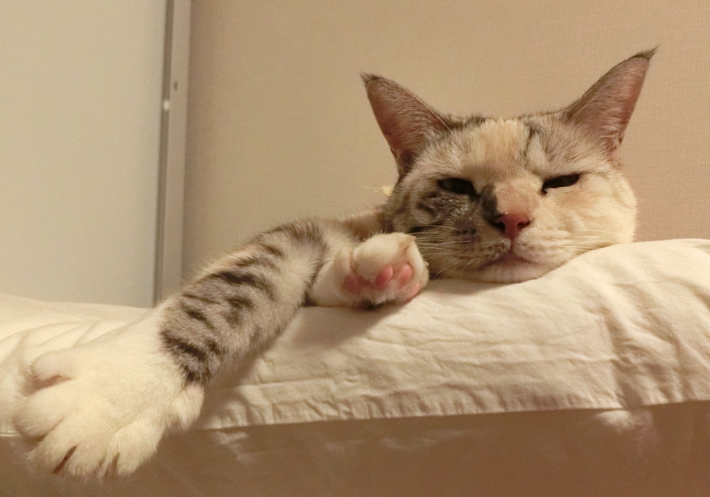 f:id:umediary:20150812231318j:plain f:id:umediary:20150812231318j:plain