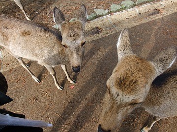 f:id:umikawauso:20091210103847j:image f:id:umikawauso:20091210103847j:image