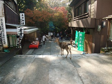 f:id:umikawauso:20091210110657j:image f:id:umikawauso:20091210110657j:image