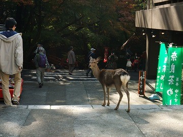 f:id:umikawauso:20091210110700j:image f:id:umikawauso:20091210110700j:image