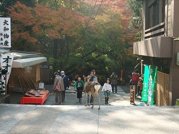 f:id:umikawauso:20091210110701j:image f:id:umikawauso:20091210110701j:image