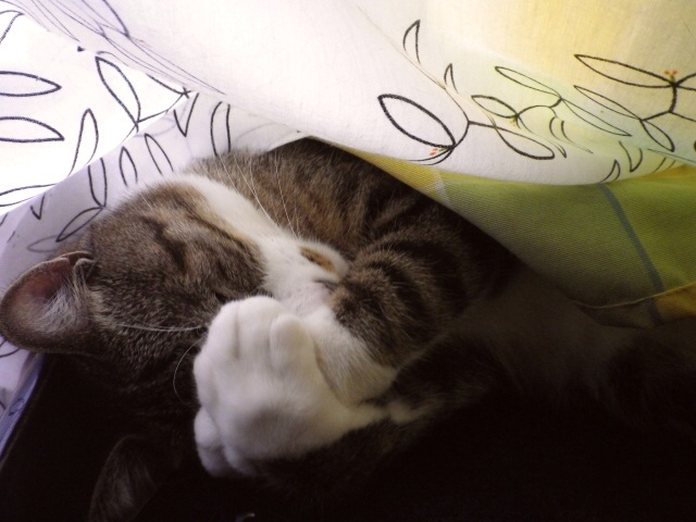 f:id:uminootakara:20140616231554j:plain f:id:uminootakara:20140616231554j:plain