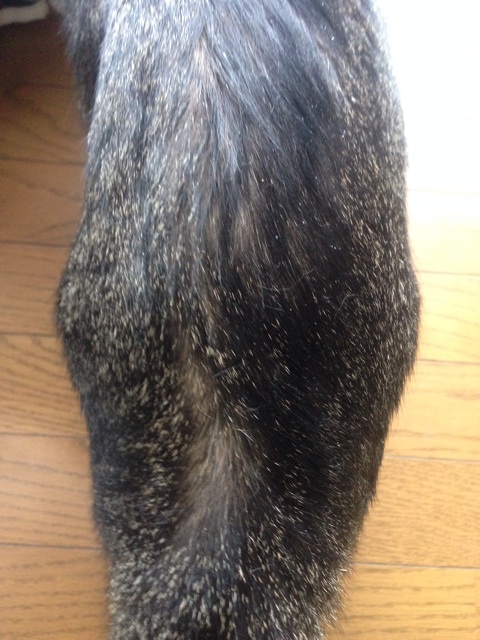 f:id:uminootakara:20140620230211j:plain f:id:uminootakara:20140620230211j:plain