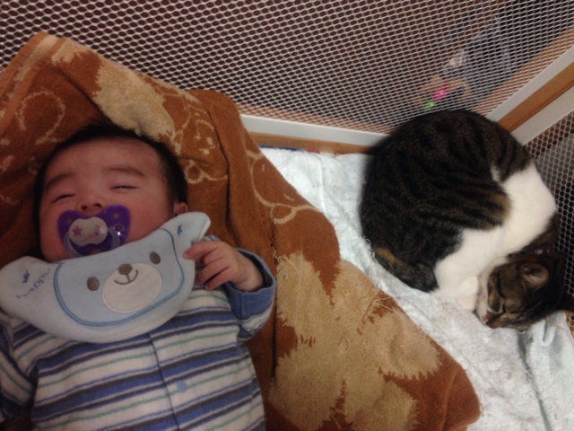 f:id:uminootakara:20150218143324j:plain