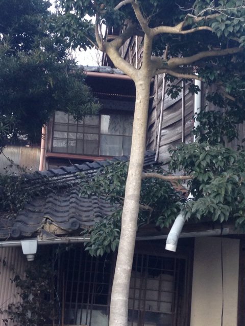 f:id:unagipiechan:20150123125916j:plain f:id:unagipiechan:20150123125916j:plain