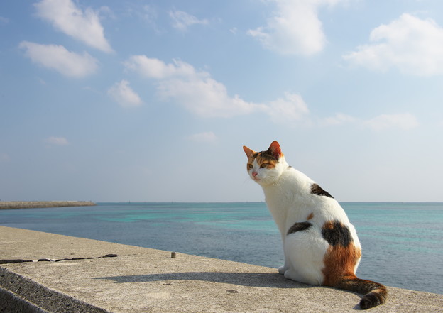 f:id:understandLove:20160501083502j:plain f:id:understandLove:20160501083502j:plain