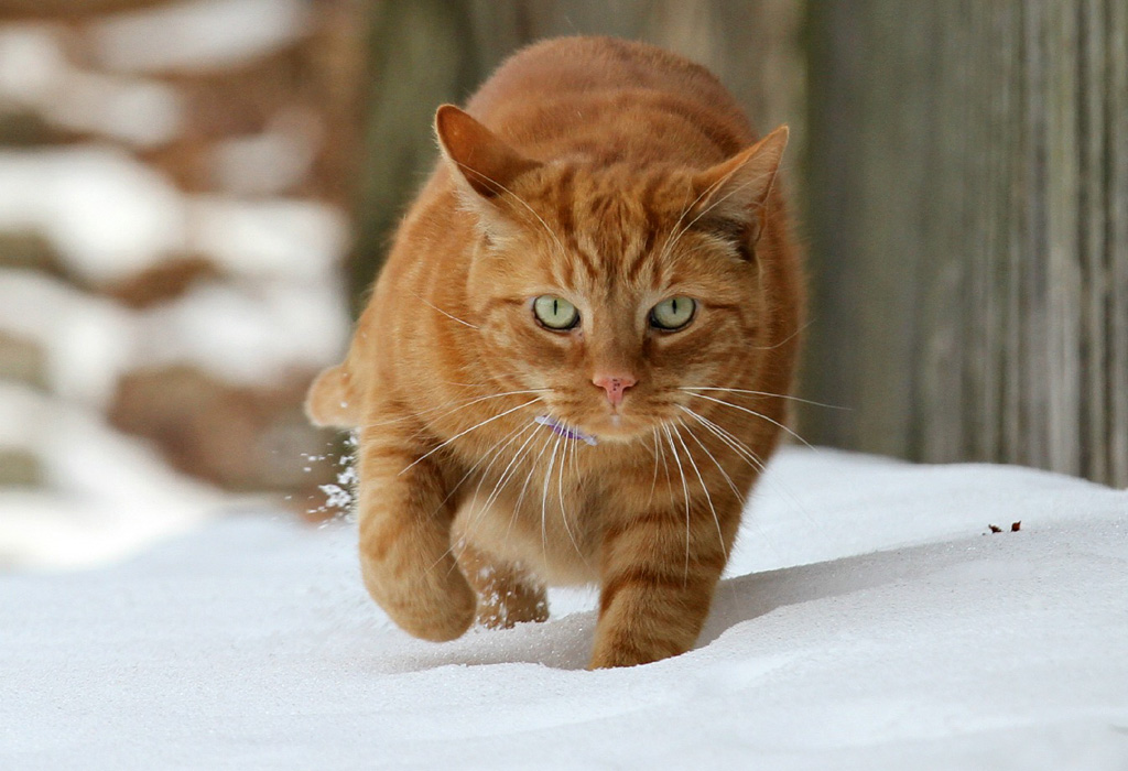 f:id:understandLove:20160502122920j:plain f:id:understandLove:20160502122920j:plain