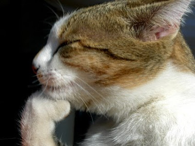 f:id:understandLove:20160506001744j:plain f:id:understandLove:20160506001744j:plain