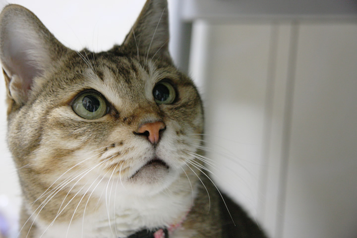 f:id:understandLove:20160531150327j:plain f:id:understandLove:20160531150327j:plain