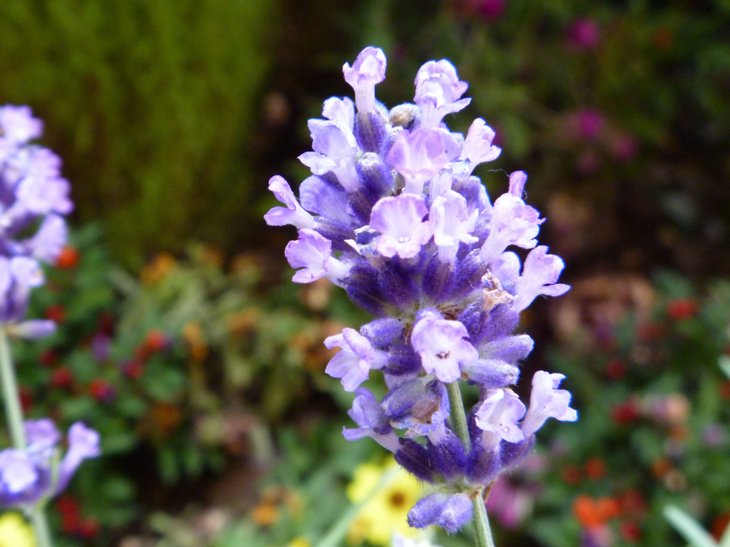 f:id:understandLove:20160720093830j:plain f:id:understandLove:20160720093830j:plain