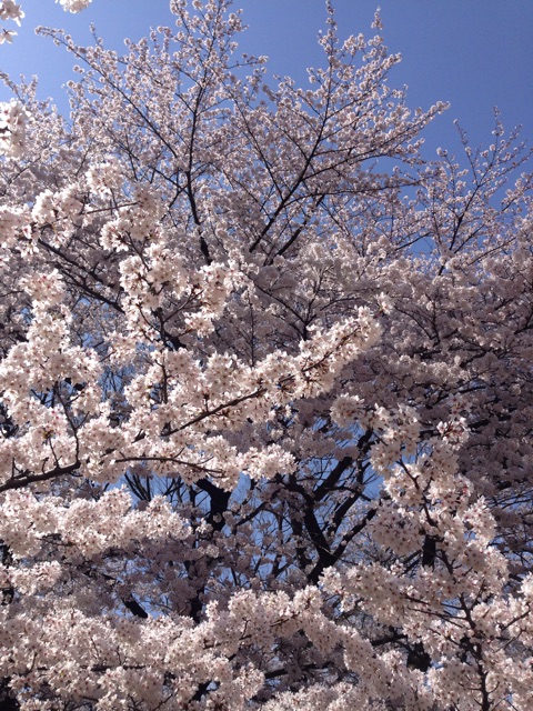 f:id:unico8080:20150410122738j:plain f:id:unico8080:20150410122738j:plain