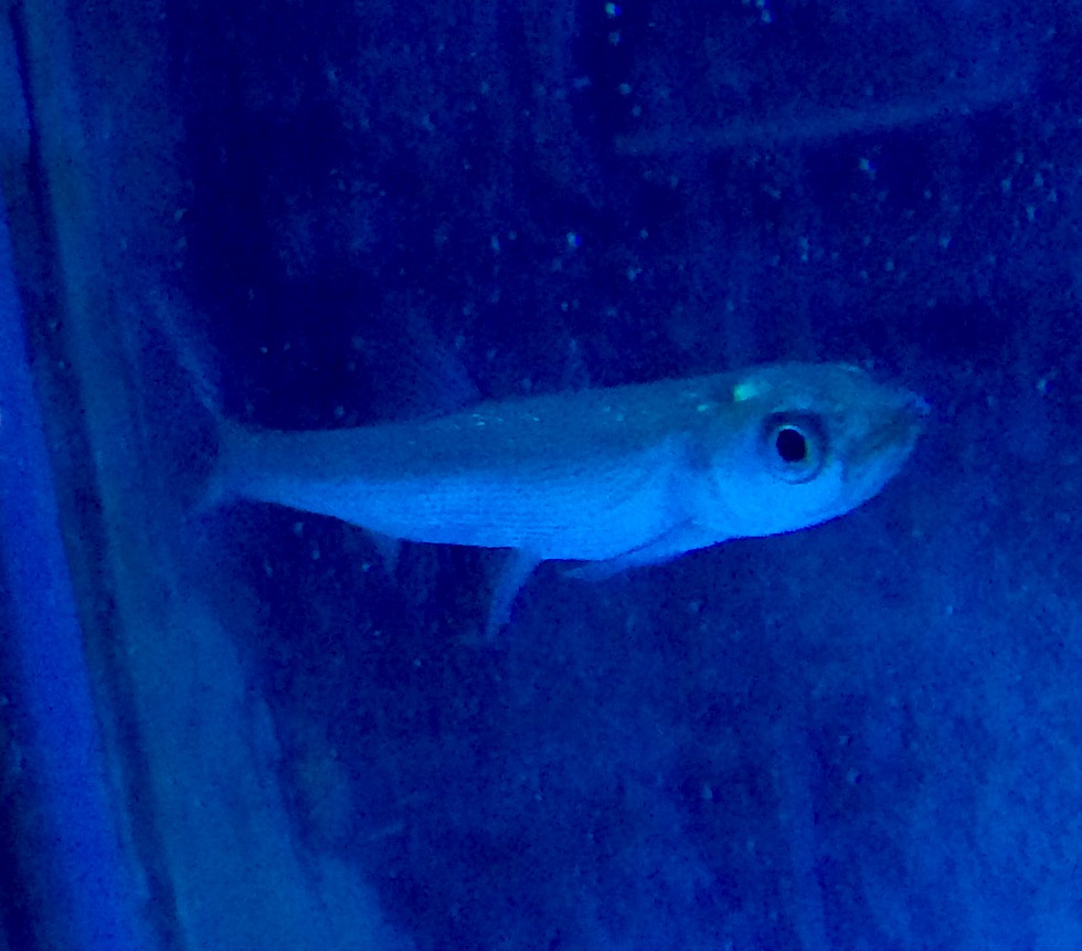 温帯魚） ガンユイ 8-10cm 1匹