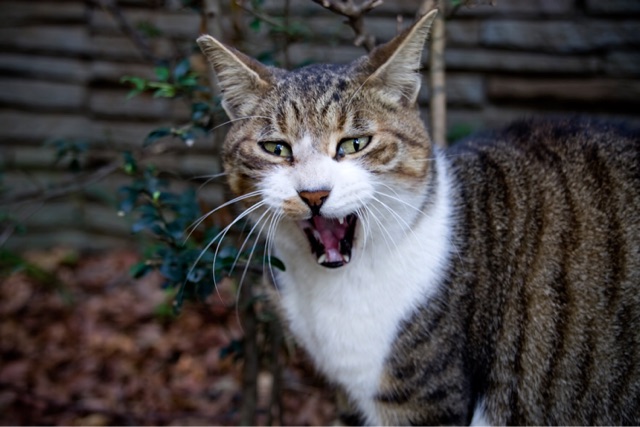 f:id:unitten:20141211233439j:plain f:id:unitten:20141211233439j:plain