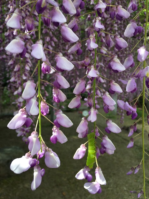 f:id:unitten:20150506150600j:image f:id:unitten:20150506150600j:image