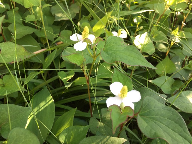 f:id:unitten:20150521171804j:image f:id:unitten:20150521171804j:image
