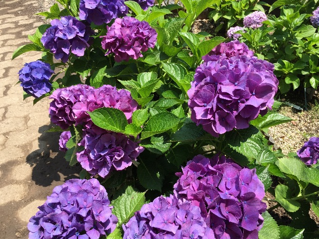f:id:unitten:20150623155654j:image f:id:unitten:20150623155654j:image