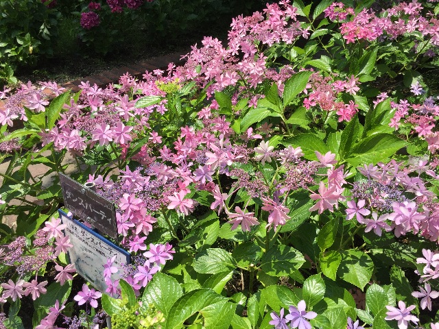f:id:unitten:20150623155715j:image f:id:unitten:20150623155715j:image