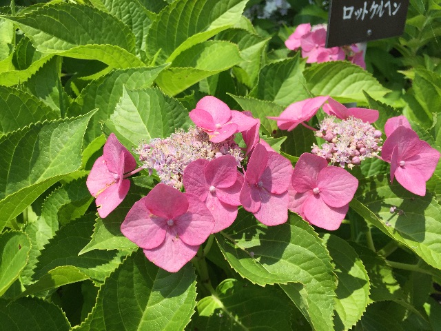 f:id:unitten:20150623155735j:image f:id:unitten:20150623155735j:image