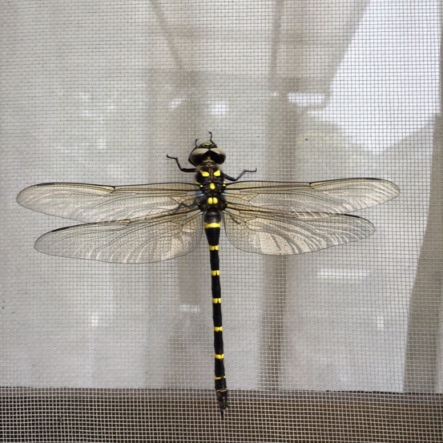 f:id:unitten:20150709225821j:image f:id:unitten:20150709225821j:image